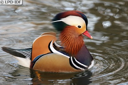 Canard mandarin