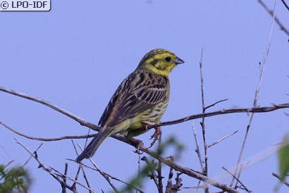 Bruant jaune