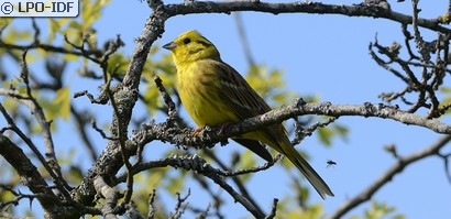 Bruant jaune