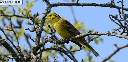 Bruant jaune