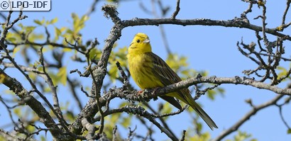 Bruant jaune