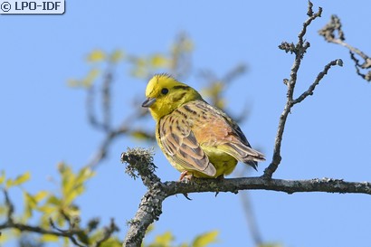 Bruant jaune