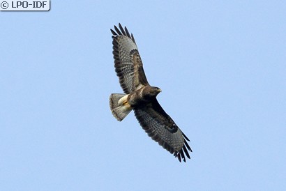 Buse variable