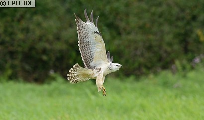 Buse variable