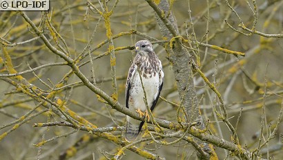 Buse variable