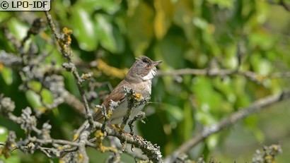Fauvette grisette