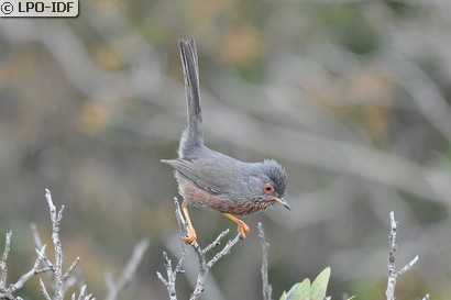 Fauvette pitchou