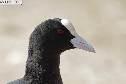 Foulque macroule