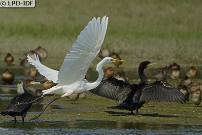 Grande Aigrette