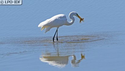 Grande Aigrette