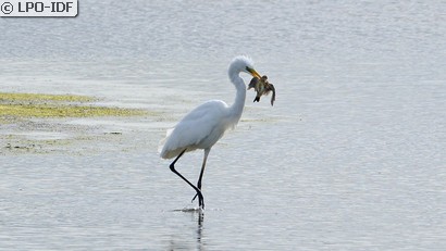 Grande Aigrette