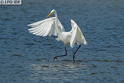 Grande Aigrette