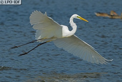Grande Aigrette