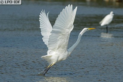 Grande Aigrette