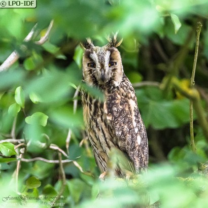 Hibou moyen-duc