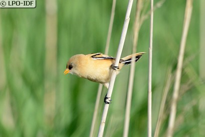Panure à moustaches