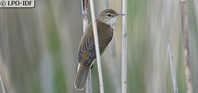 Rousserolle effarvatte