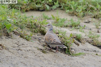 Tourterelle des bois