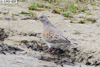Tourterelle des bois