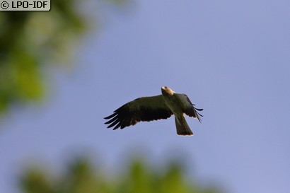 Aigle botté
