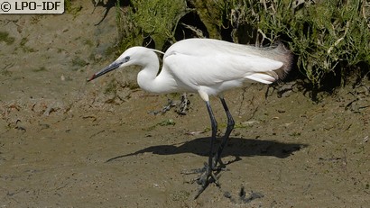 Aigrette garzette