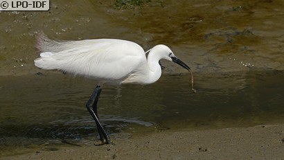 Aigrette garzette