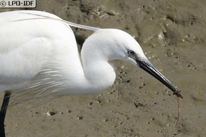 Aigrette garzette