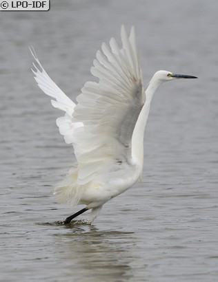 Aigrette garzette