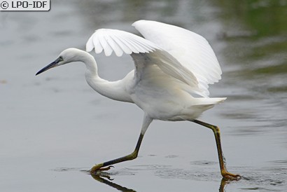 Aigrette garzette