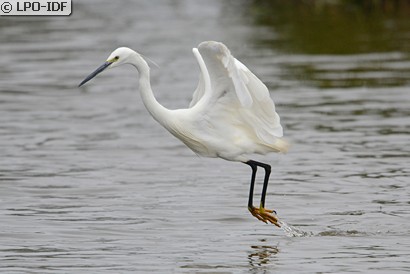 Aigrette garzette