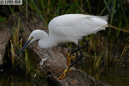 Aigrette garzette