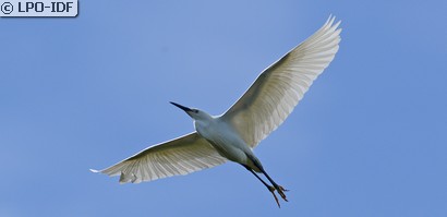 Aigrette garzette