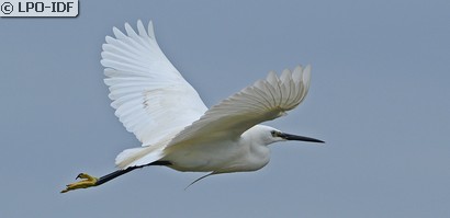 Aigrette garzette