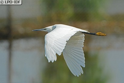 Aigrette garzette