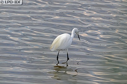 Aigrette garzette