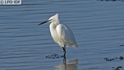 Aigrette garzette