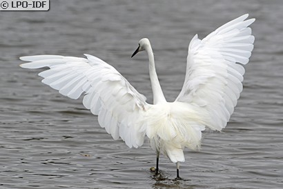 Aigrette garzette