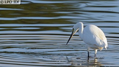 Aigrette garzette