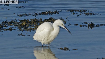 Aigrette garzette