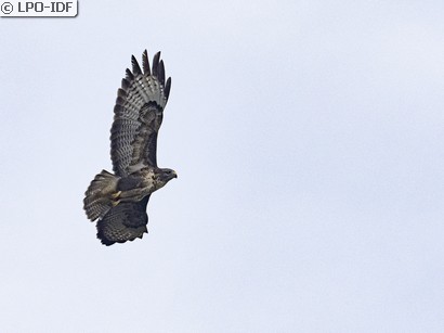 Buse variable