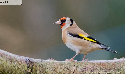 Chardonneret élégant