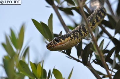Couleuvre verte et jaune