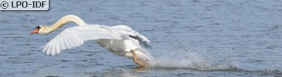 Cygne tuberculé