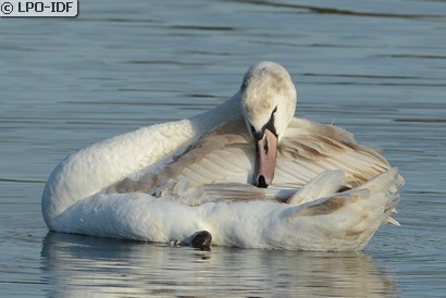 Cygne tuberculé