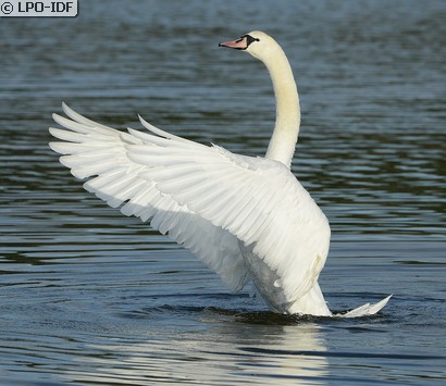 Cygne tuberculé