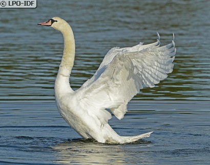 Cygne tuberculé