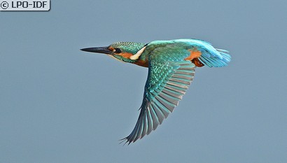 Martin-pêcheur d'Europe