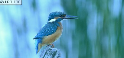Martin-pêcheur d'Europe
