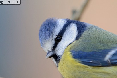 Mésange bleue