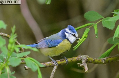 Mésange bleue